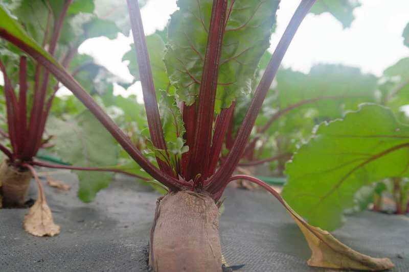 growing crop circle beets