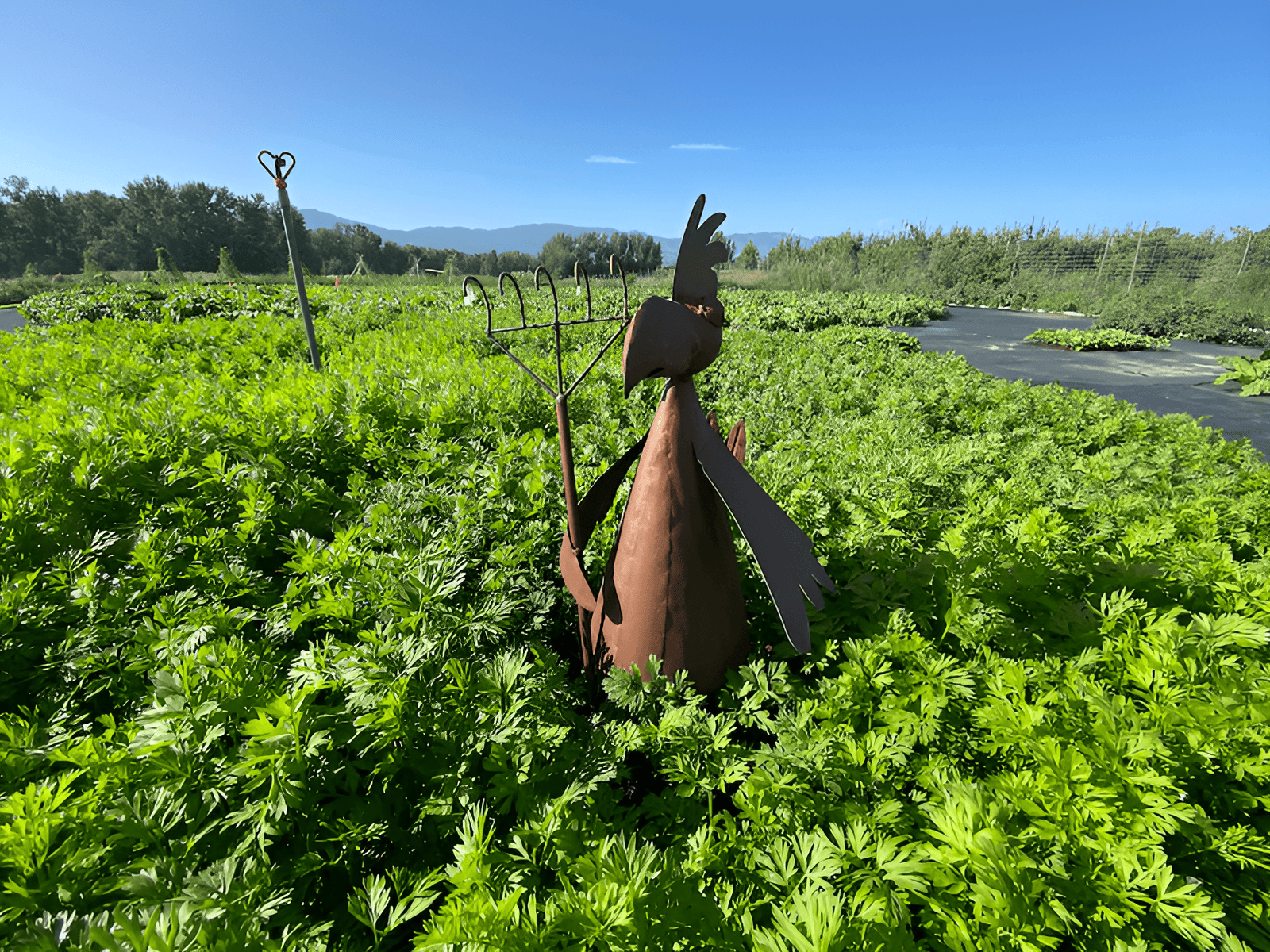 growing crop circle carrots