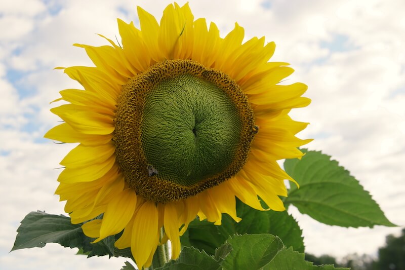 crop circle farm flowers