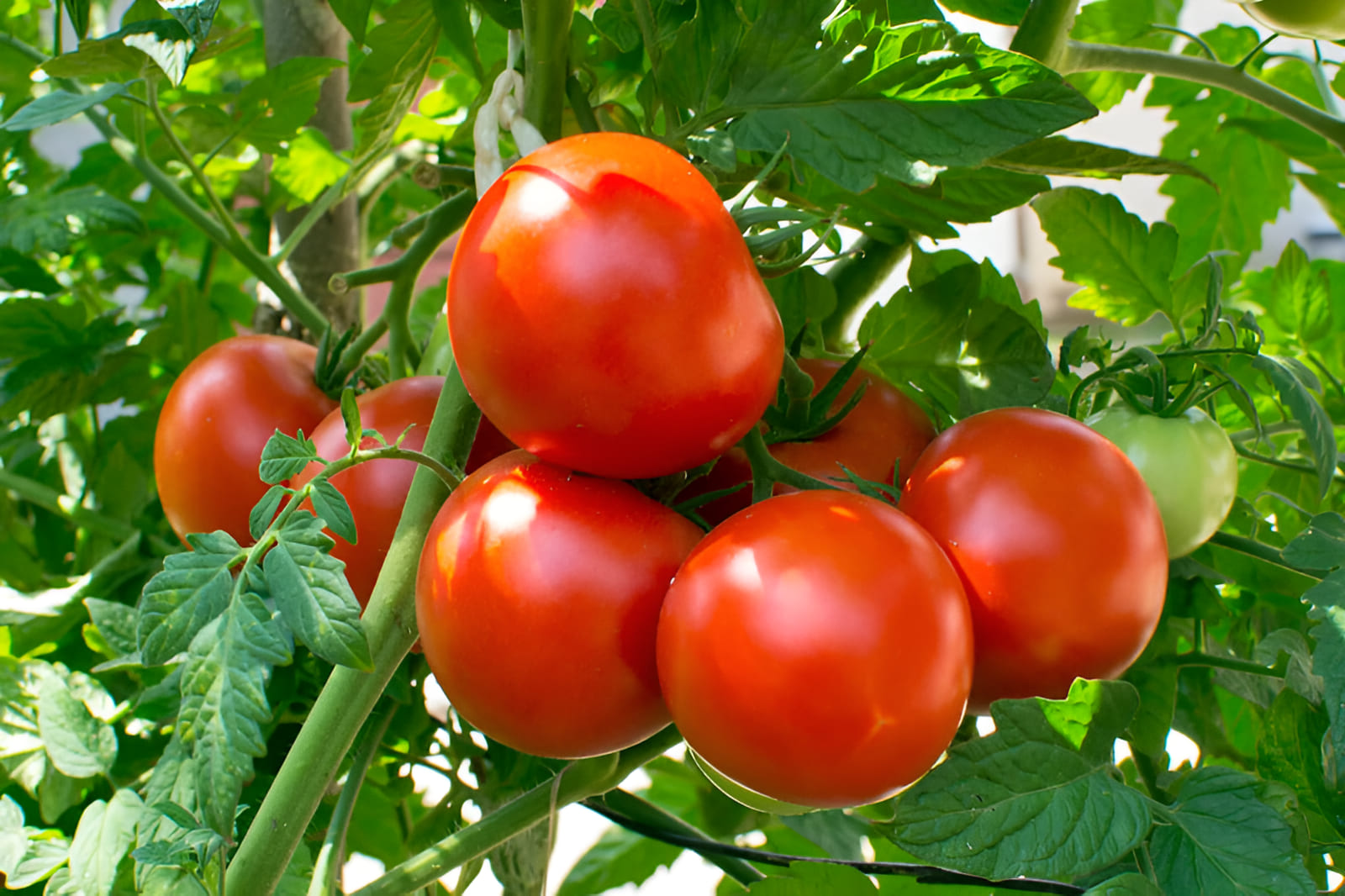 growing crop circle tomatoes