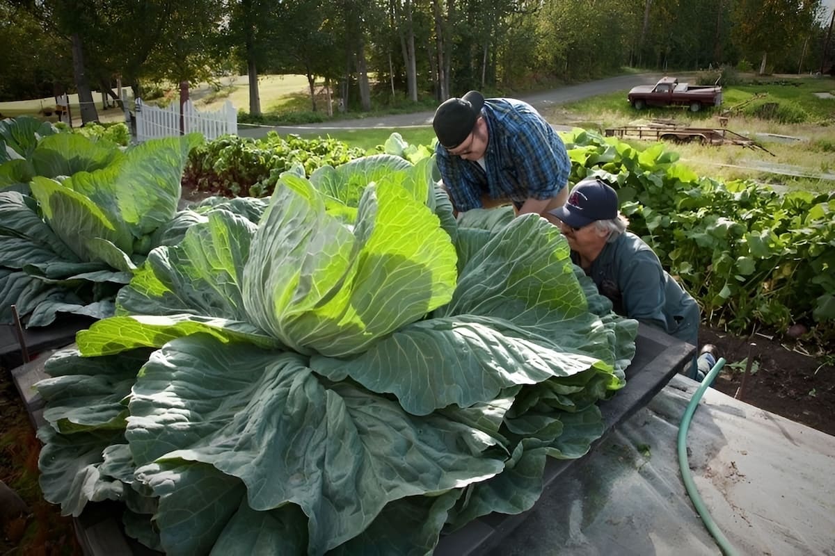 Giant cabbage grown in Alaska garden with farmers harvesting