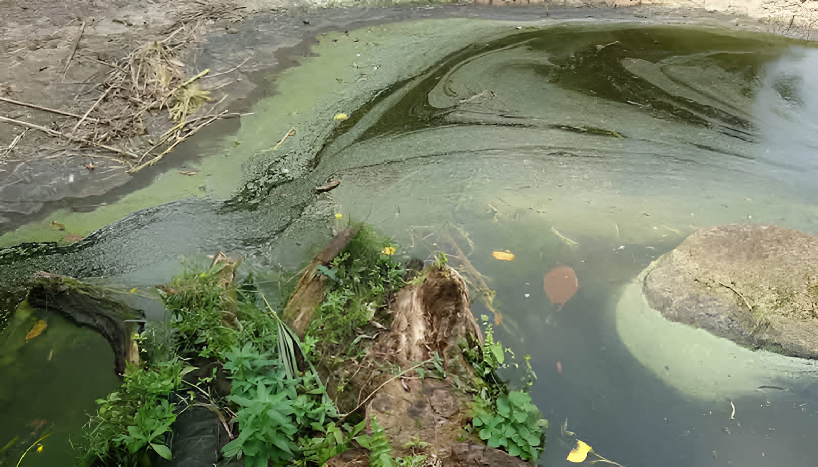 how amd-made fertilizers are polluting our water systems