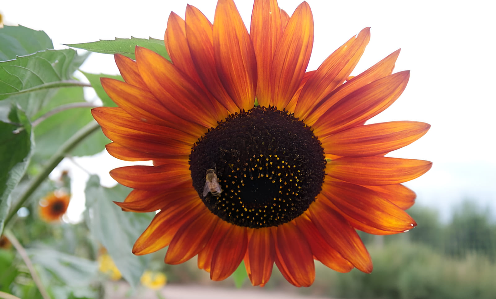 crop circle farm flower harvest