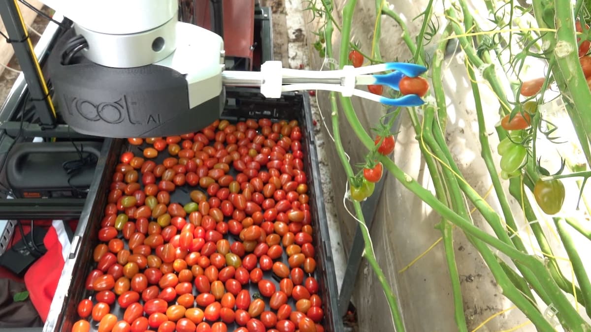 Harvesting robot concept in a crop field representing selective robotic harvesting systems