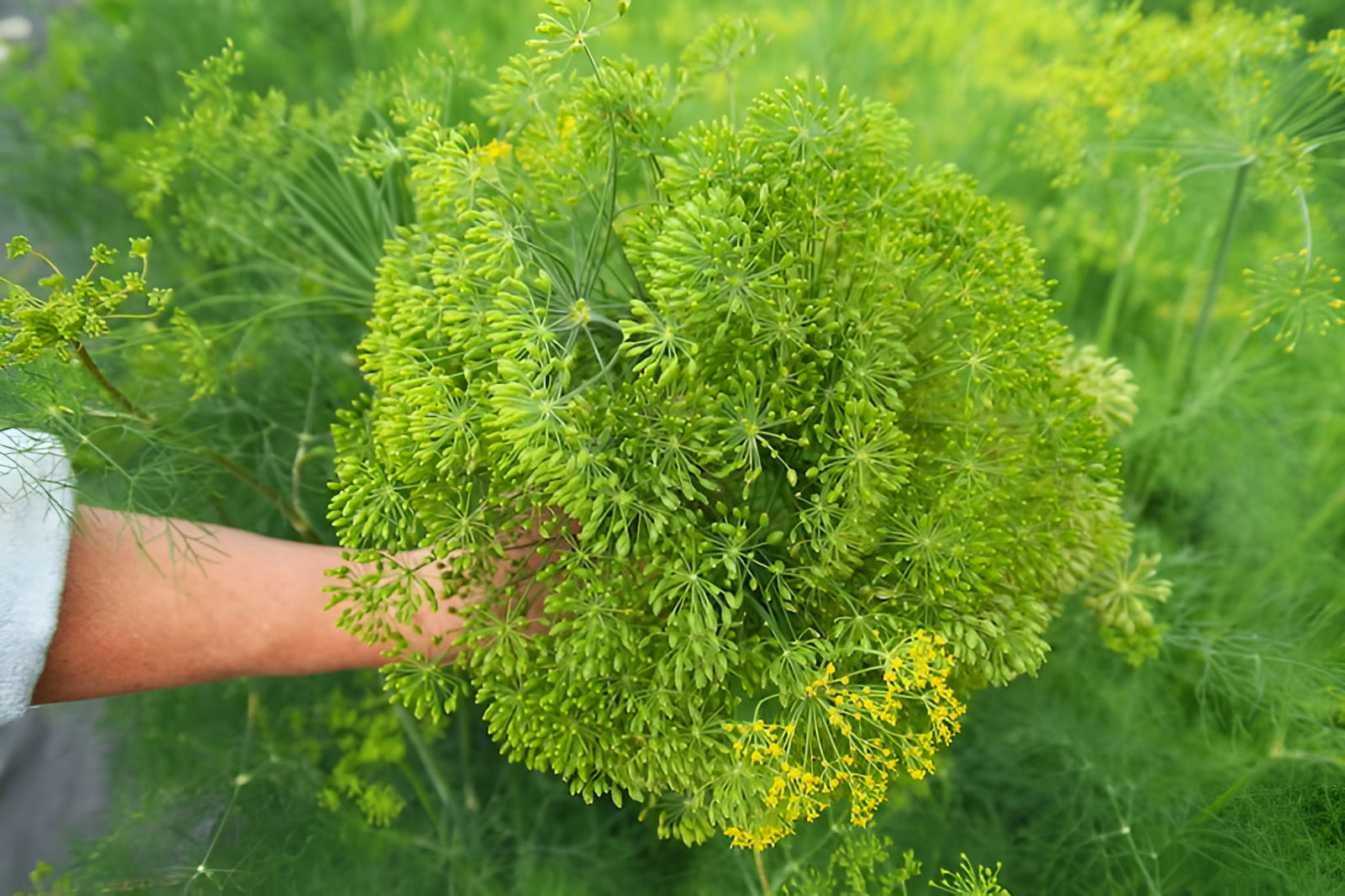 crop circle farms dill harvest