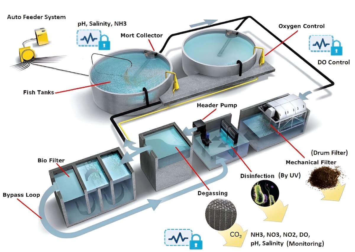 How Land-Based Recirculating Aquaculture Systems Work