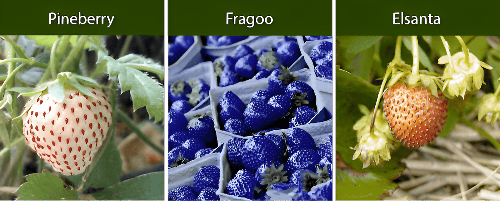 growing a hybrid strawberry for fun