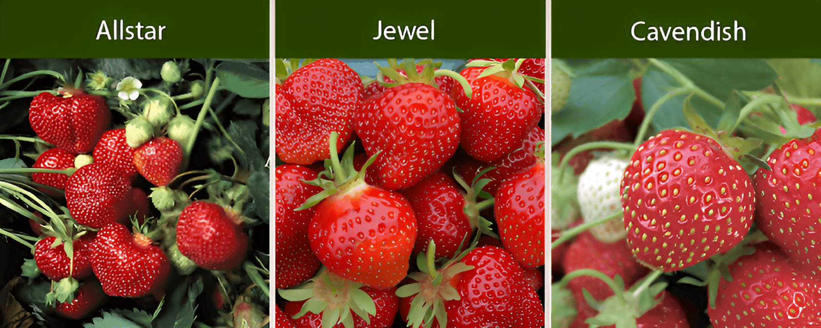 strawberries that produce a single large harvest in a 2-3 week period in the spring