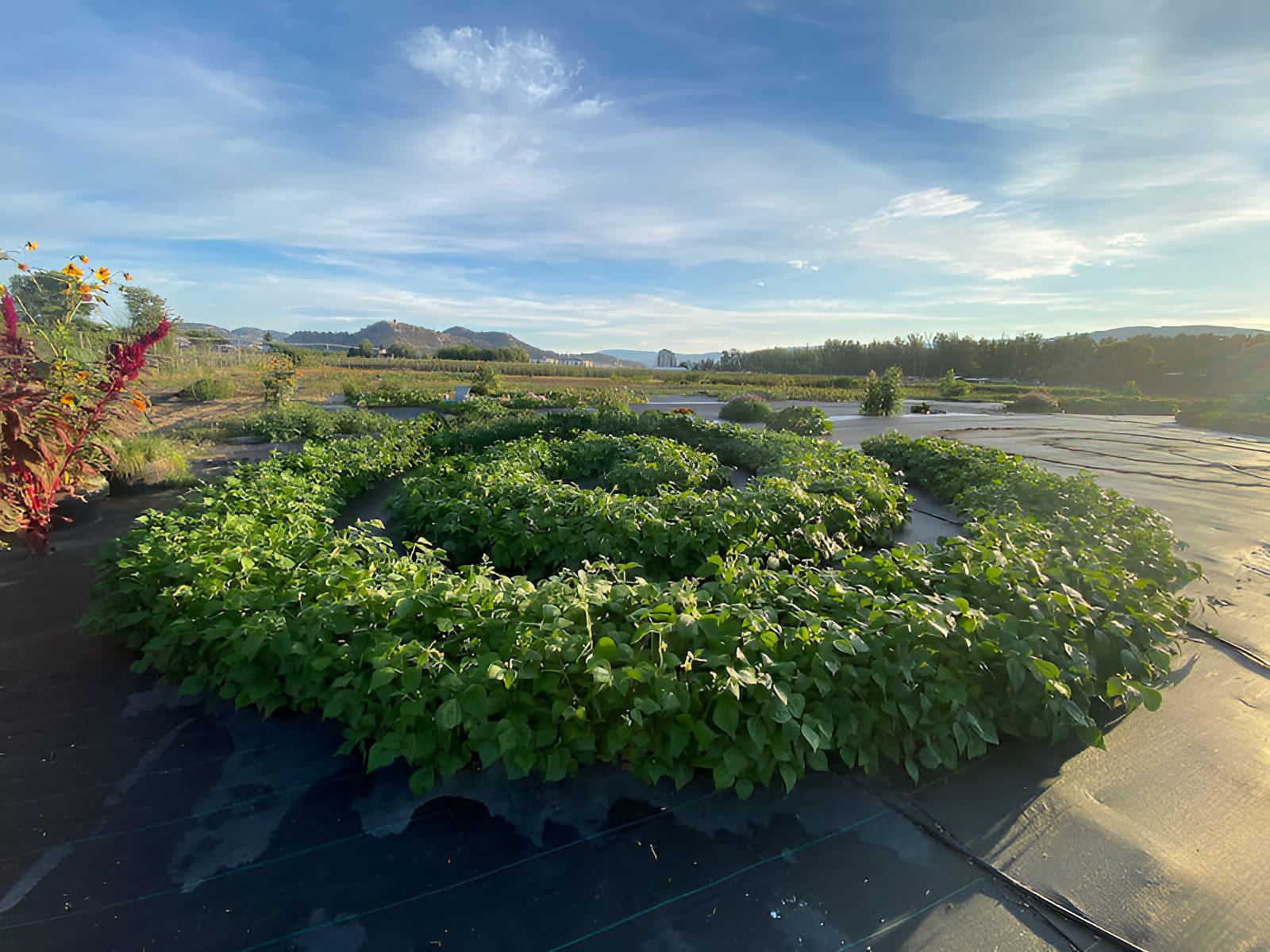 mono cropped crop circle market garden growing wax bush beans in spirals