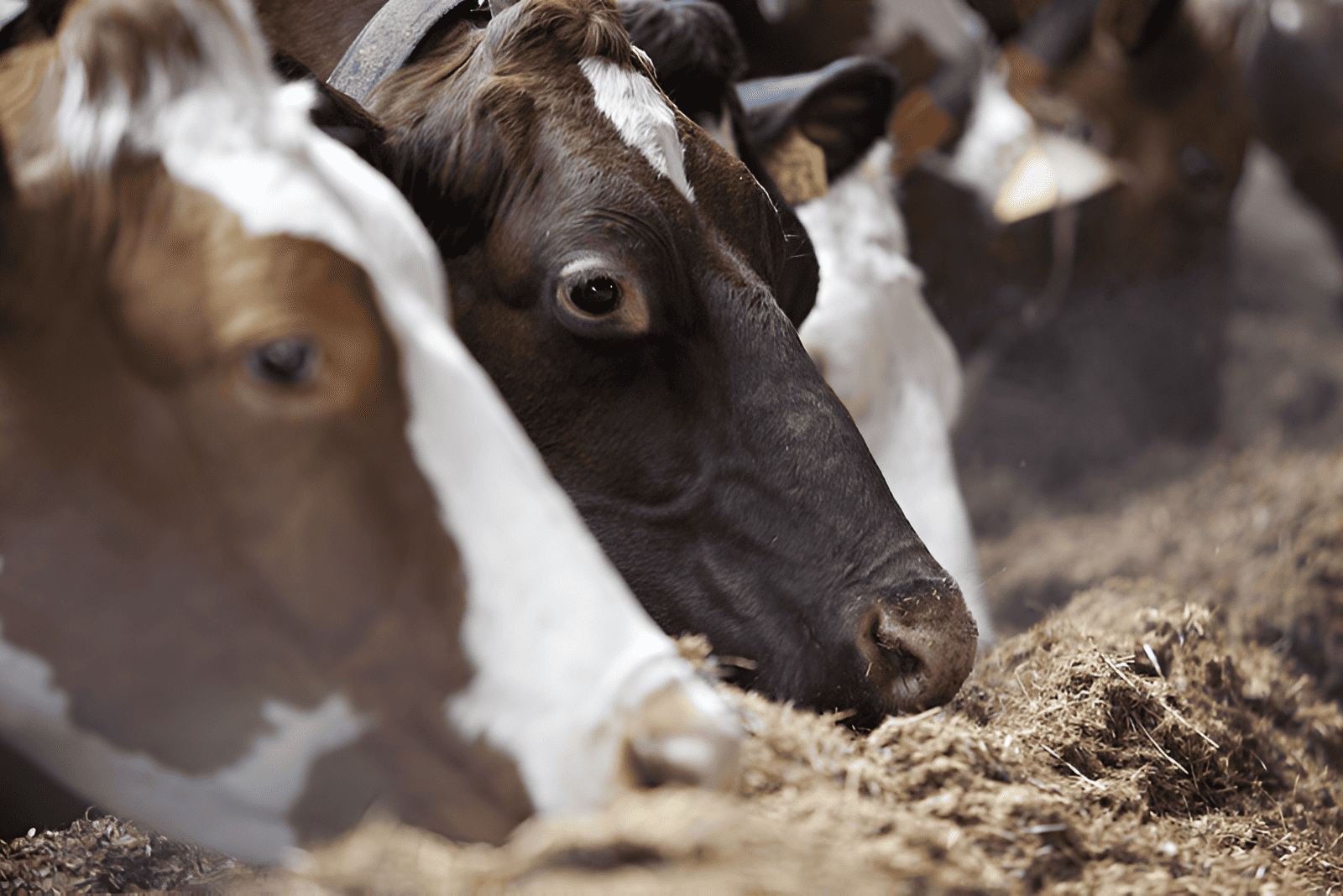 Natural forage-based animal feed