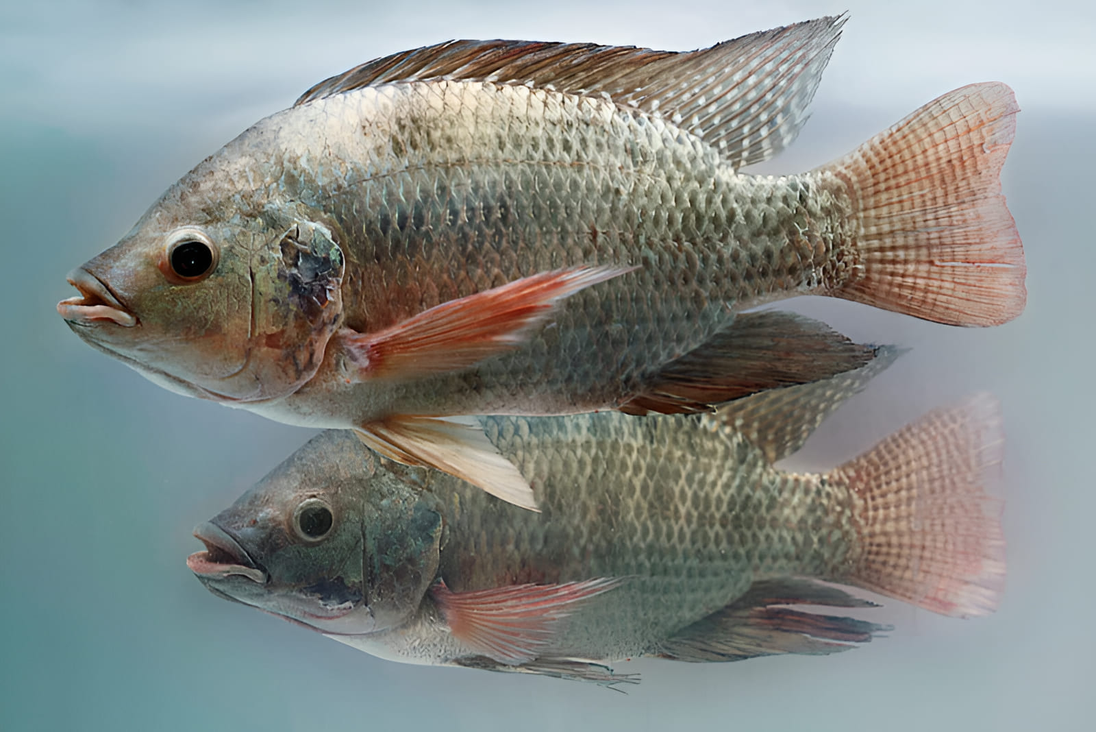 tilapia river fish
