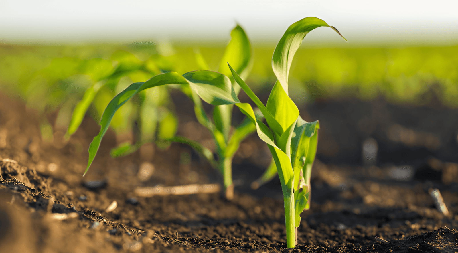 Organic farm using diversified crops and soil-first practices