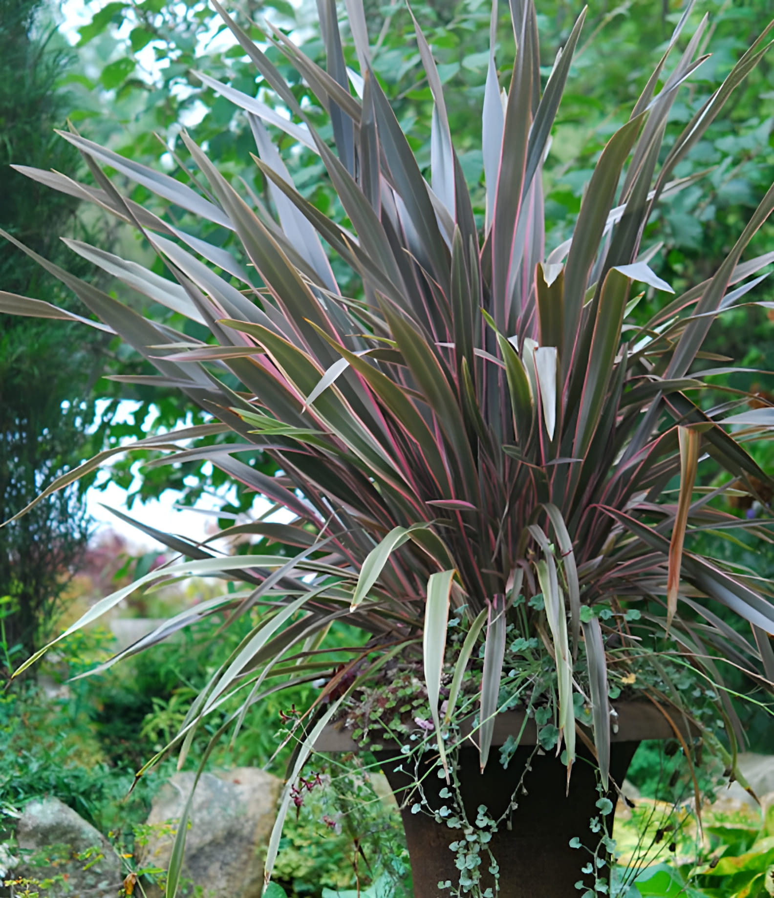 growing ornamental feather grass in a 24 inch garden container