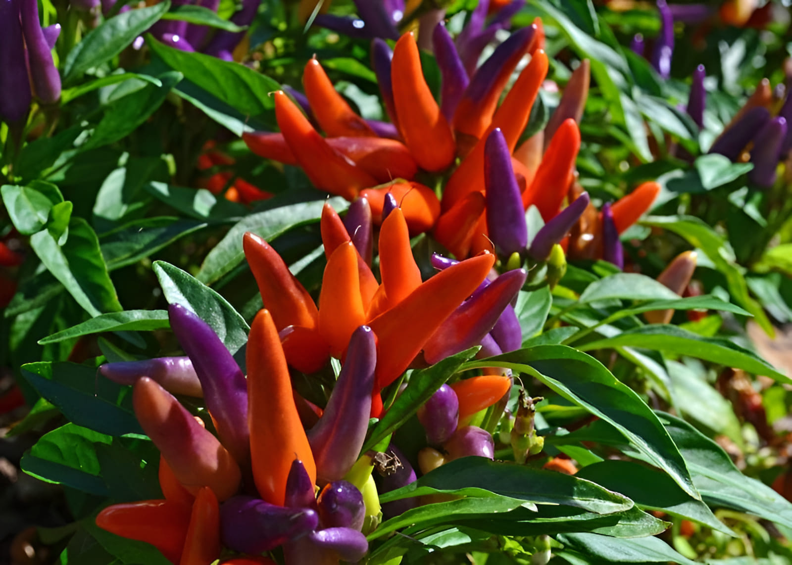 growing colorful ornamental peppers in the garden