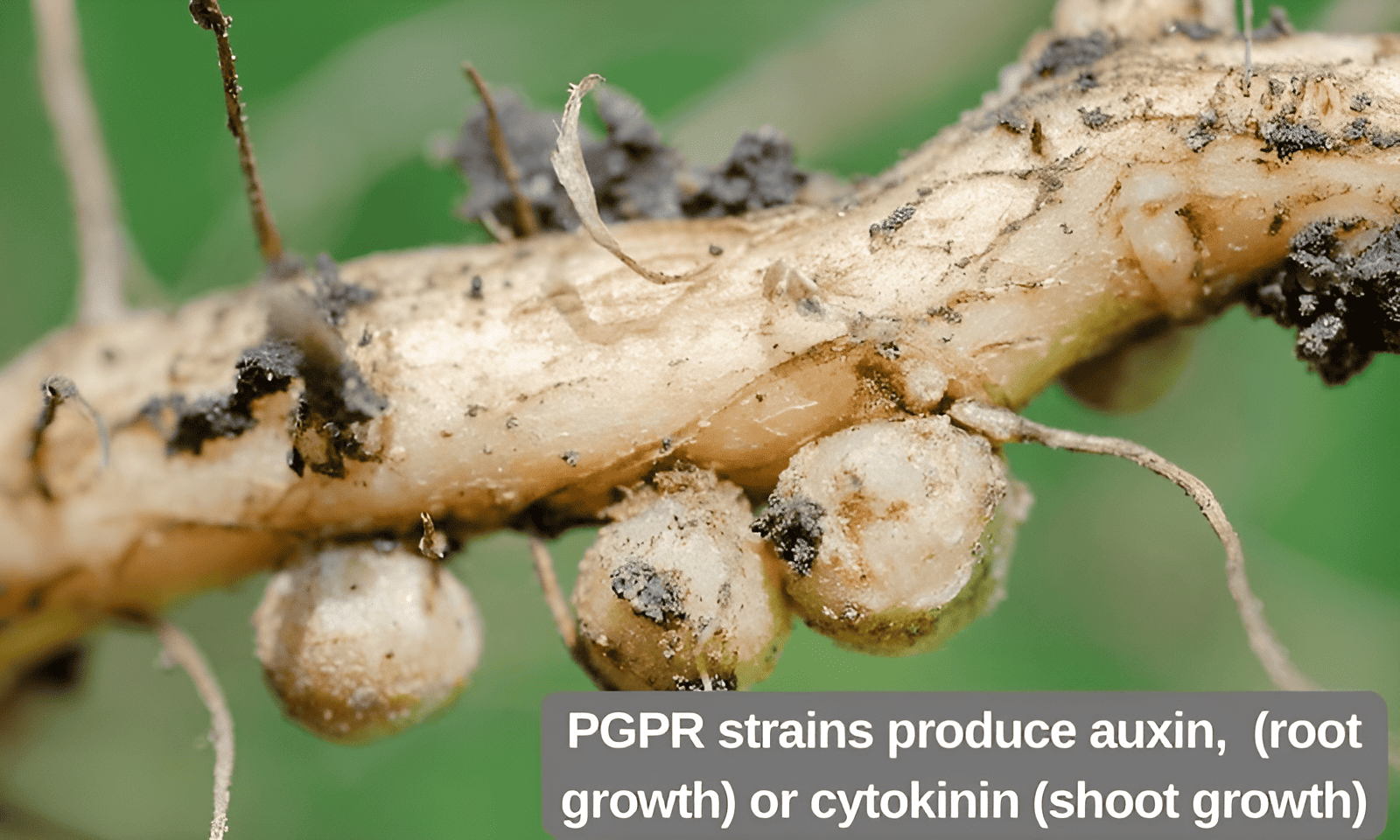 Plant Growth Promoting Rhizobacteria
