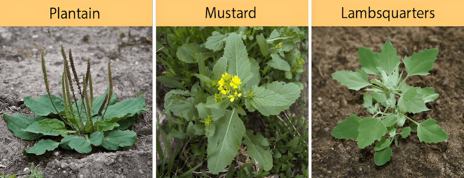 Plantain, wild mustard and lambsquarters weeds in a farm and garden
