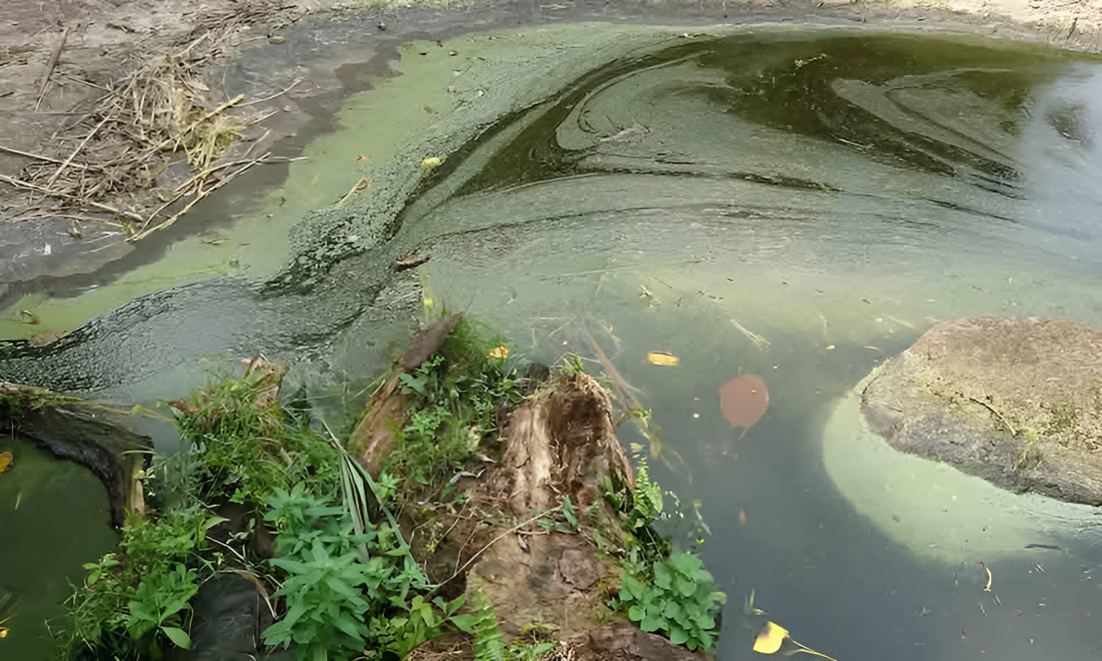 fertilizers leaching into rivers, lakes, or oceans, destroying native aquatic ecosystems