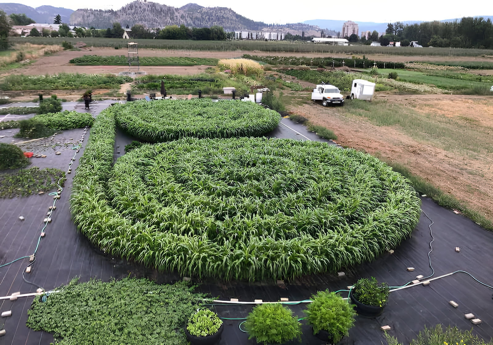 double corn crop circle