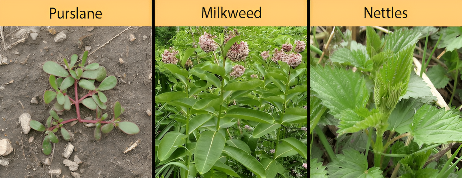 Purslane, milkweed and nettles growing in a farm and garden setting