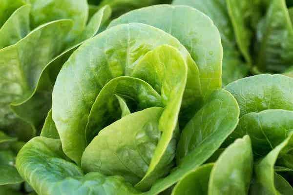 romaine lettuce varieties growing in a backyard garden