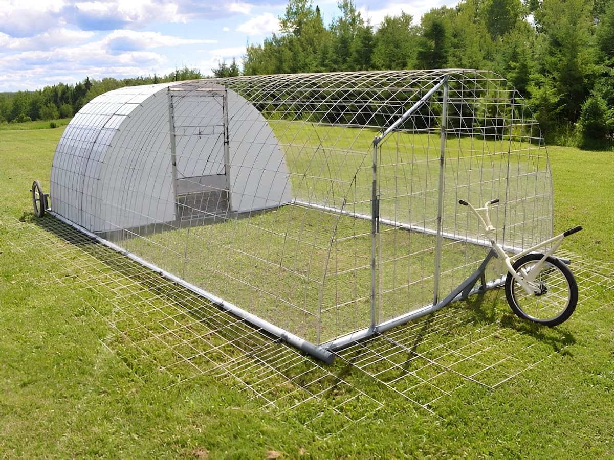 rotational chicken grazing farms