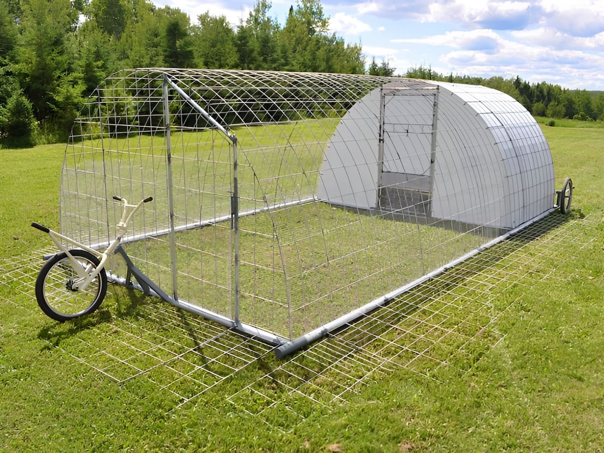 rotational chicken grazing