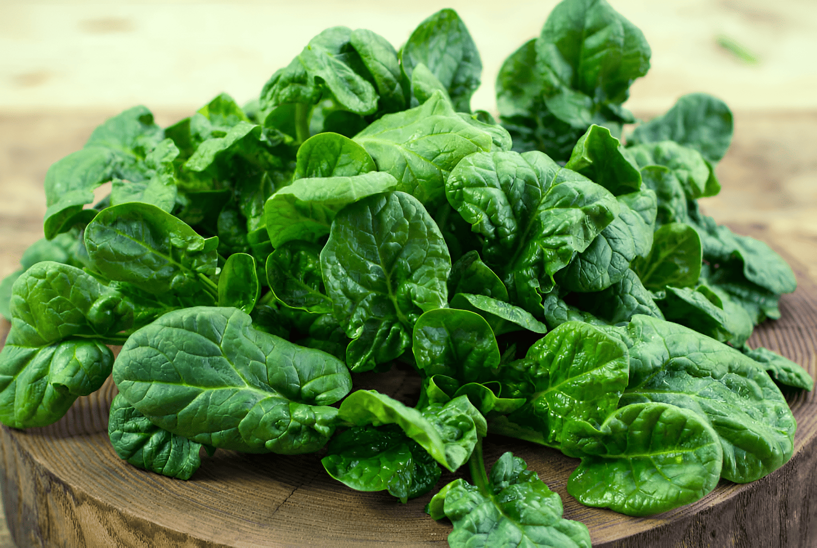 semi-savoy spinach in a small market garden