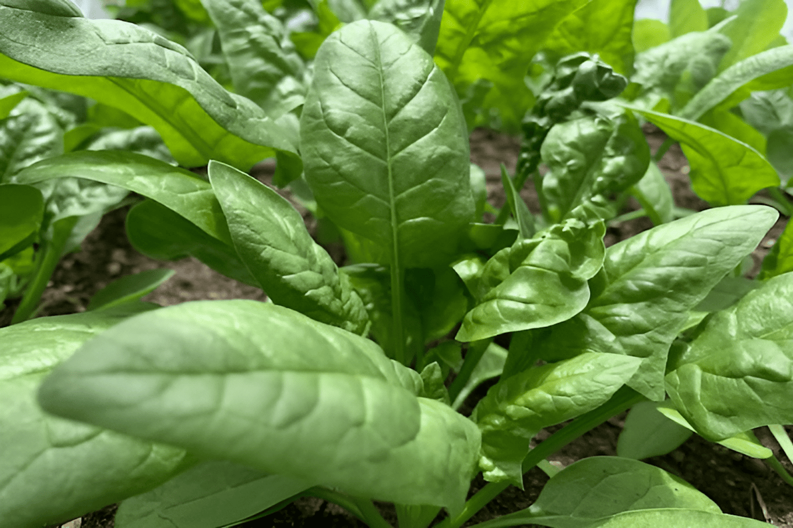 smooth-leaf spinach ready for harvest
