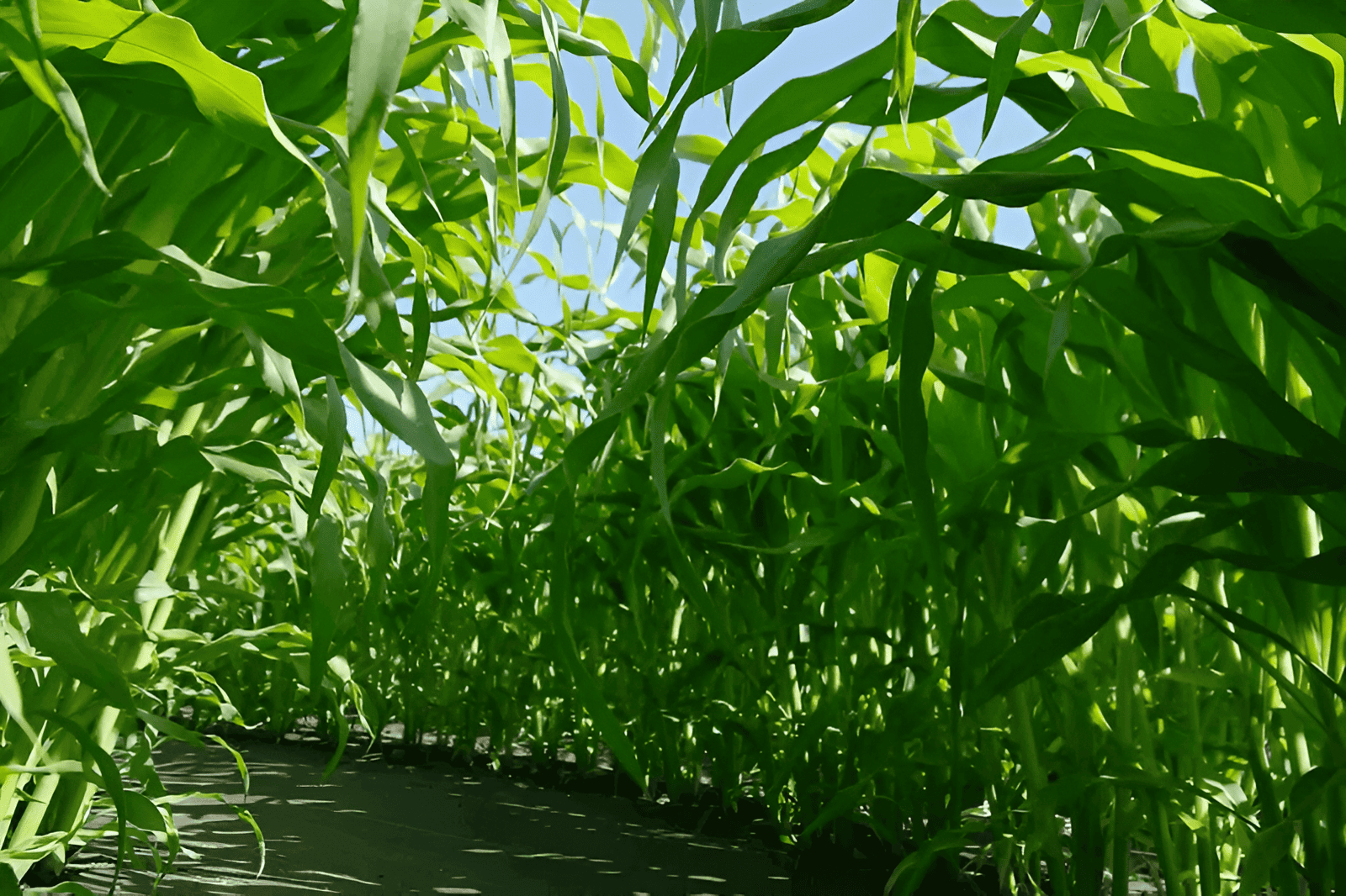 farm yield calculators