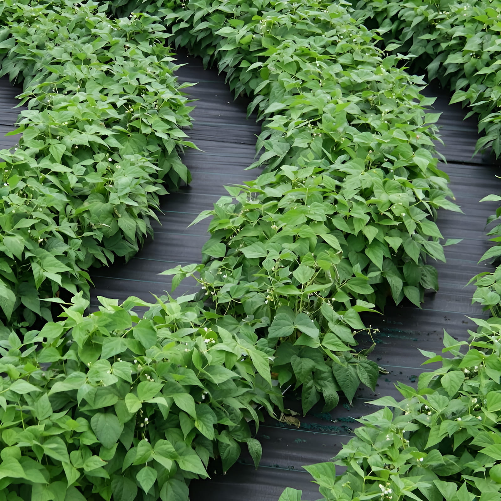 Sustainable agriculture using targeted drill-don’t-till methods