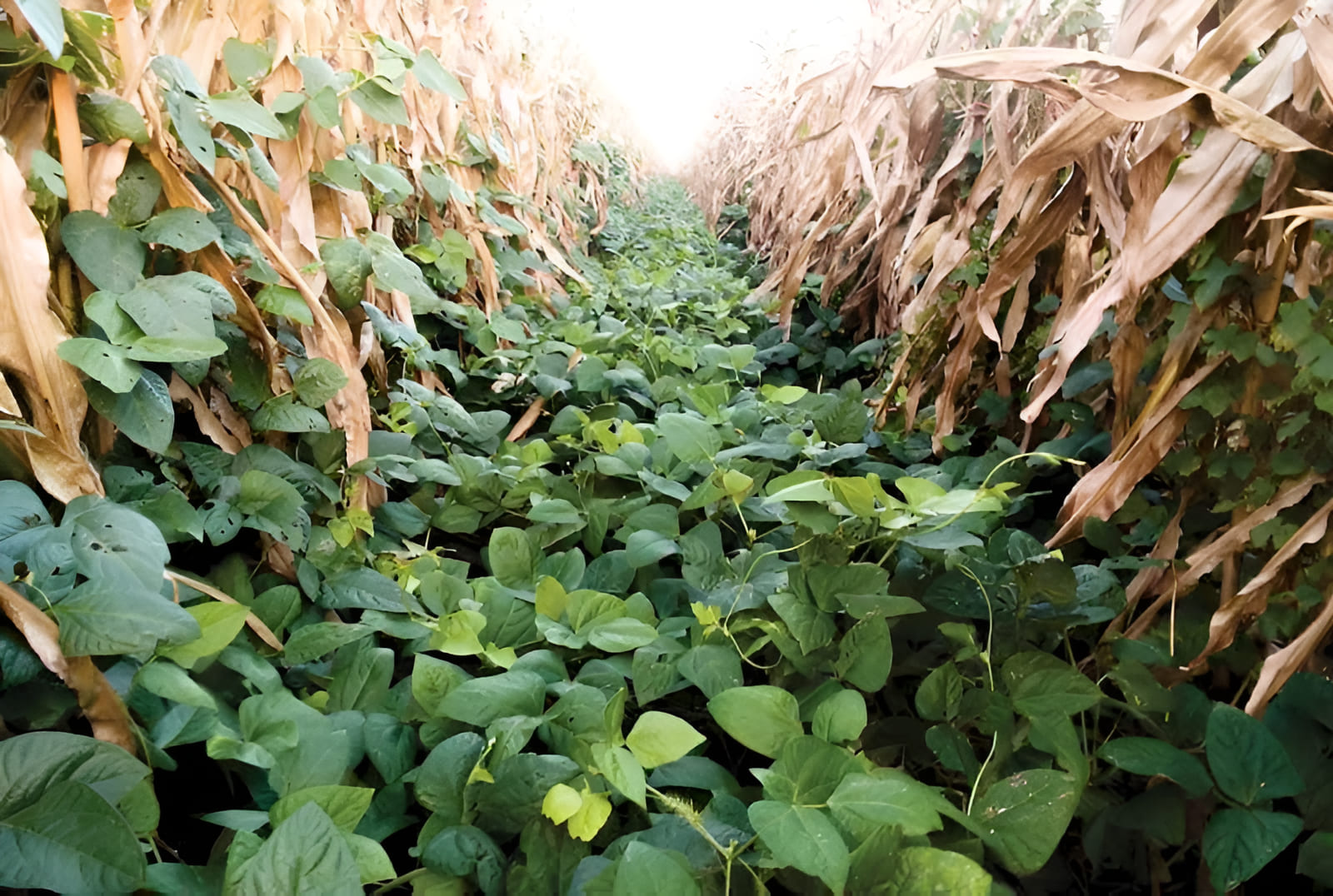the unsung heroes of sustainable agriculture, cover crops