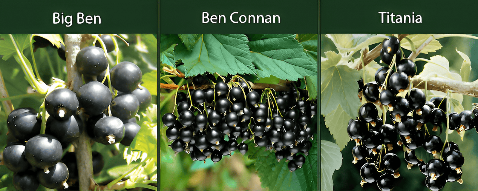 small, dark purple berries