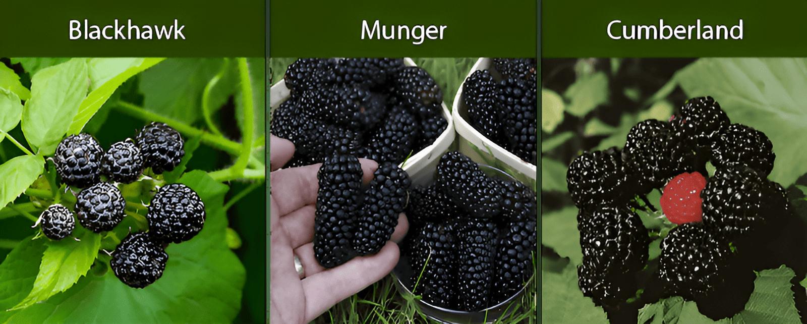 blackcap black raspberries