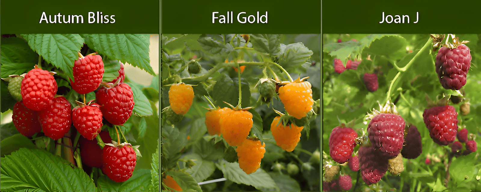 primocane raspberries produce two crops per year