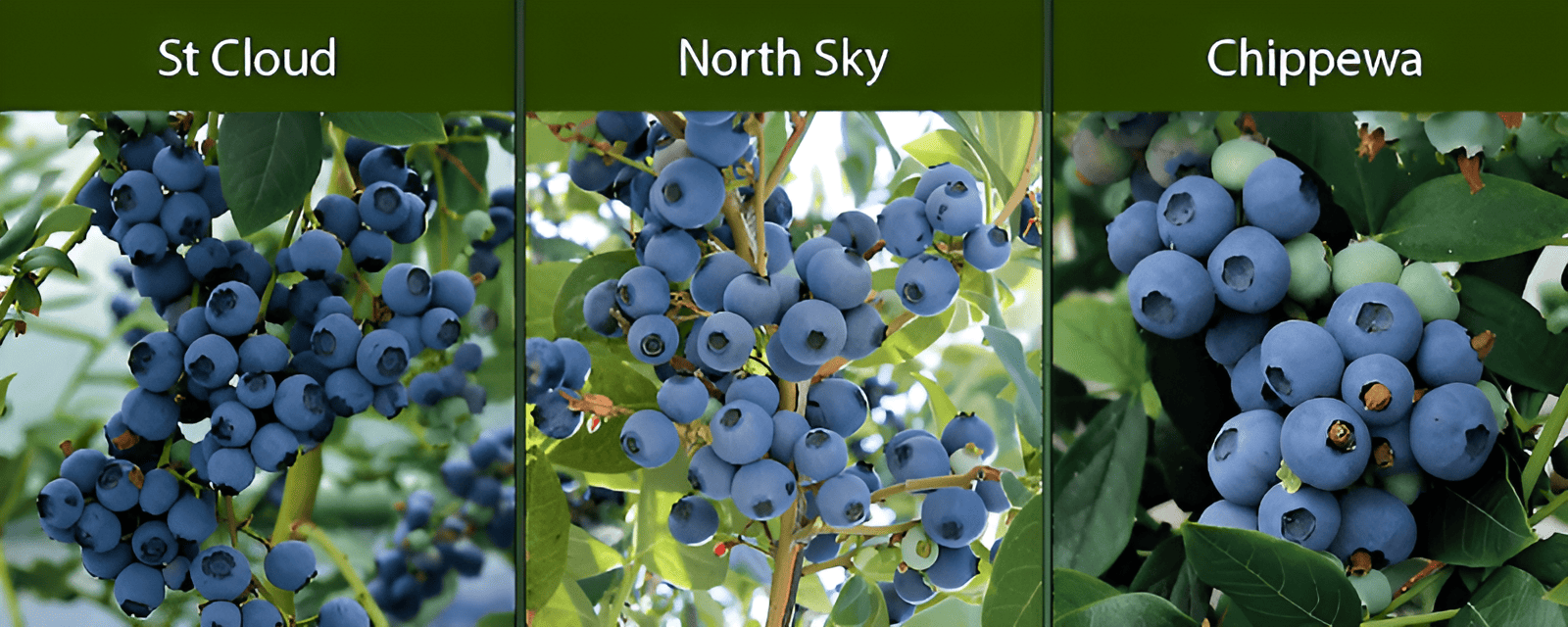 hybrid blueberry plants