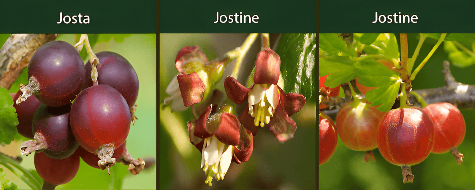 a cross between the black currant, the North American coastal black gooseberry, and the European gooseberry