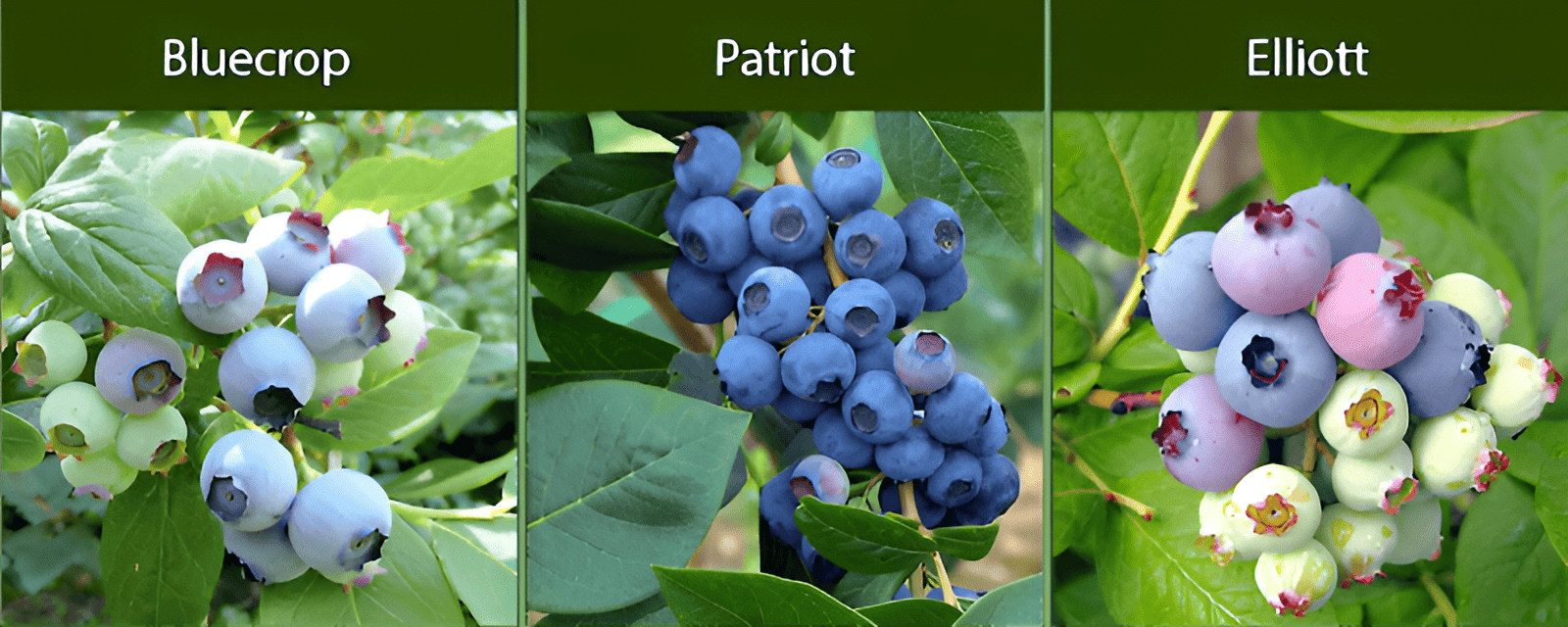 a blueberry that is adaptable to cooler climates