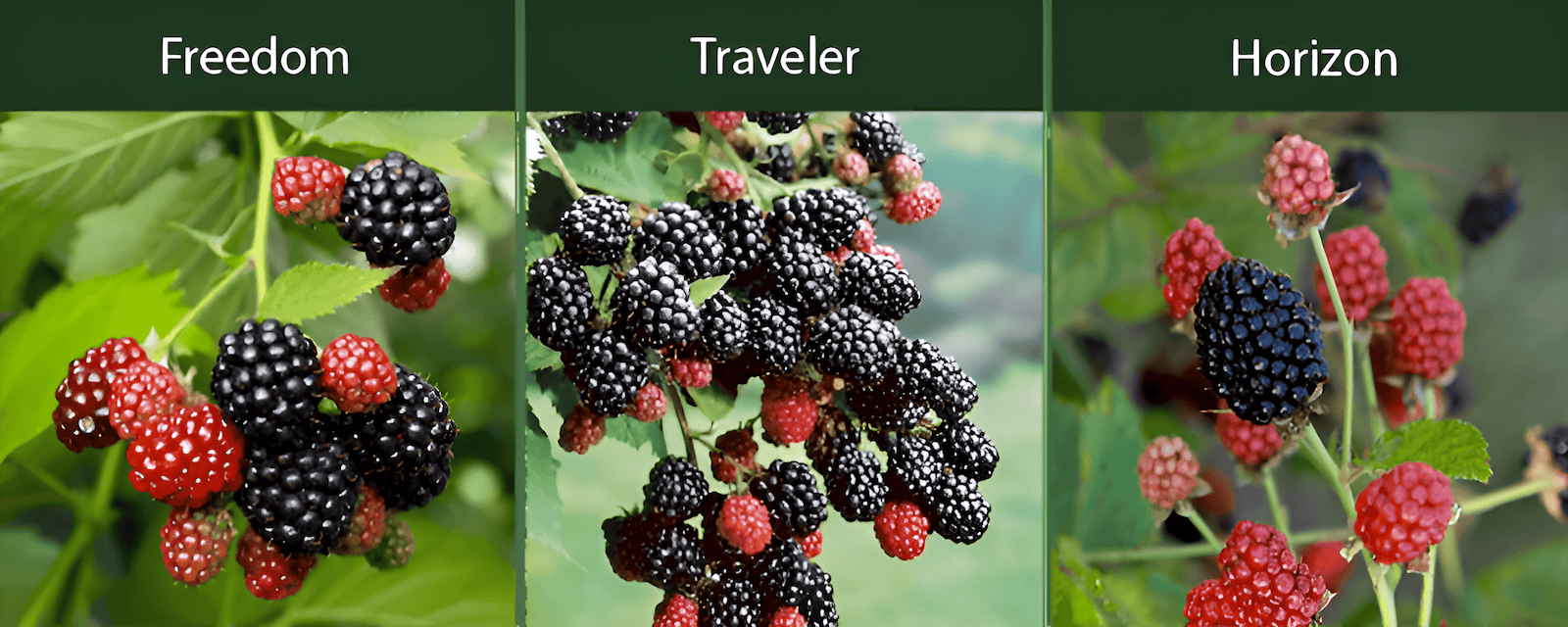 allows for a potential double harvest in one season