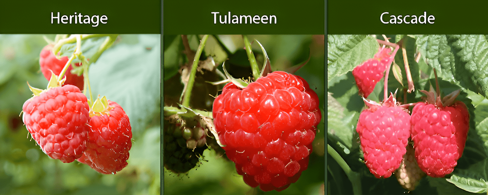 red raspberries have a two-year life cycle meaning they only bear fruit in the second year
