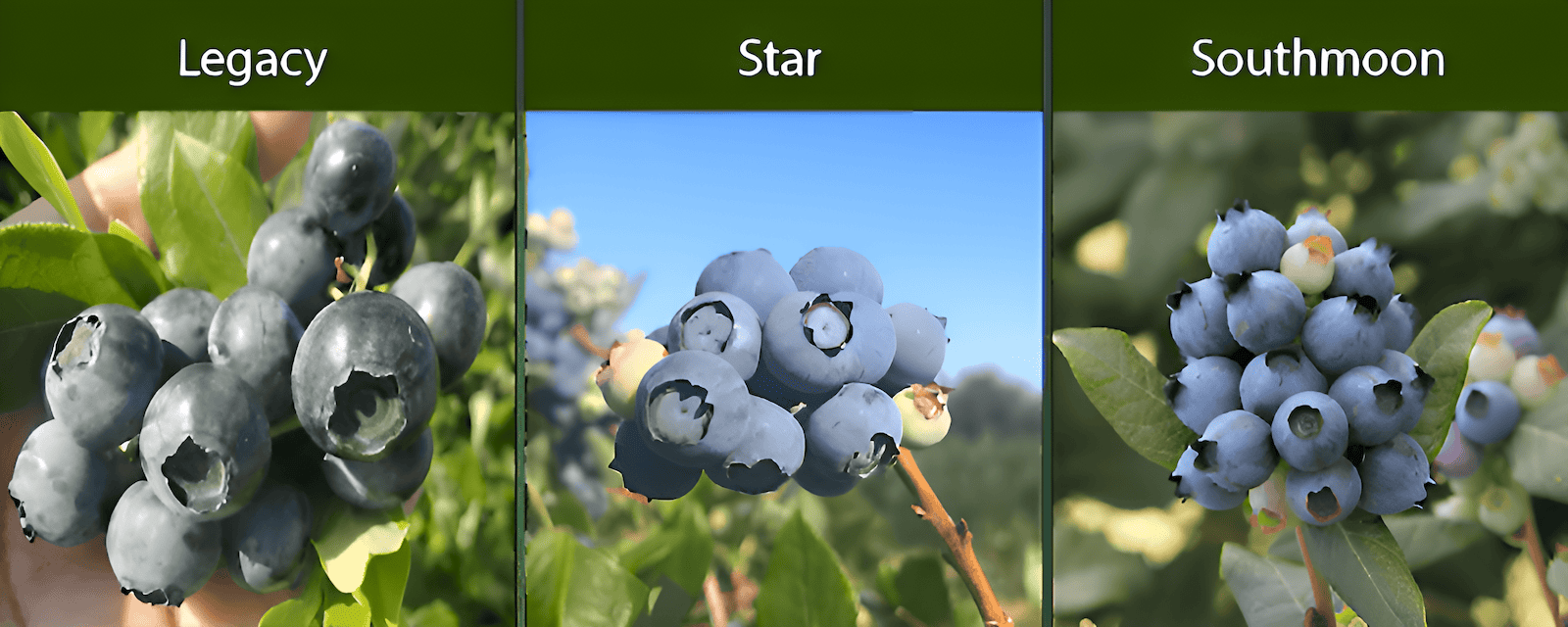 northern highbust thrives in warmer, more temperate climates