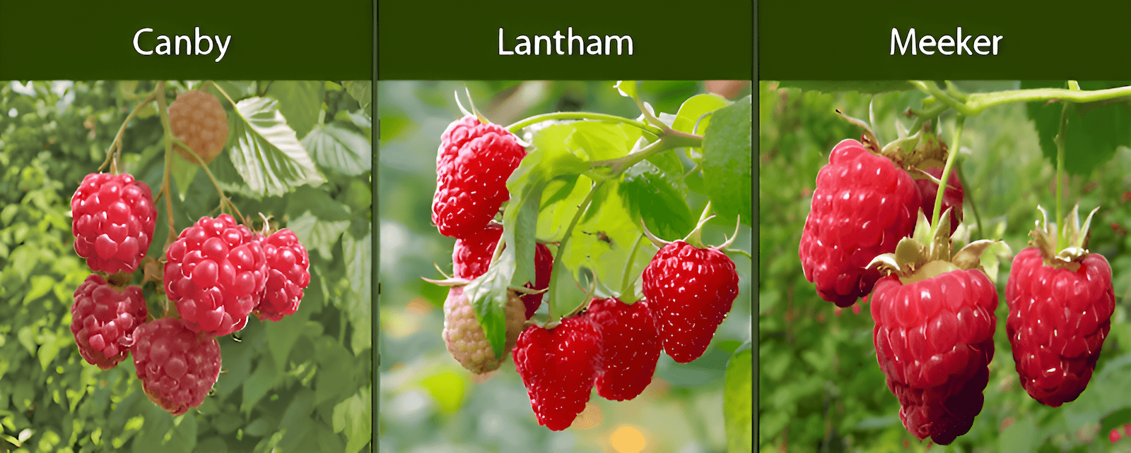 floricane raspberries