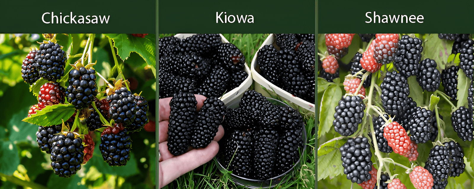 traditional types of blackberries