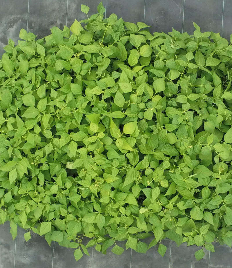 urban farming in the city