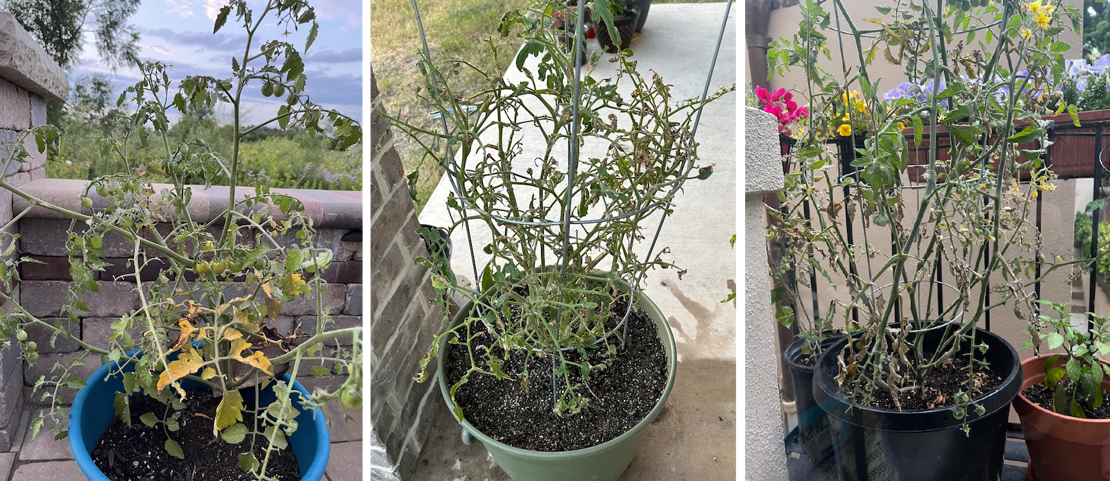 growing tomatoes vertically in a tomato trellis
