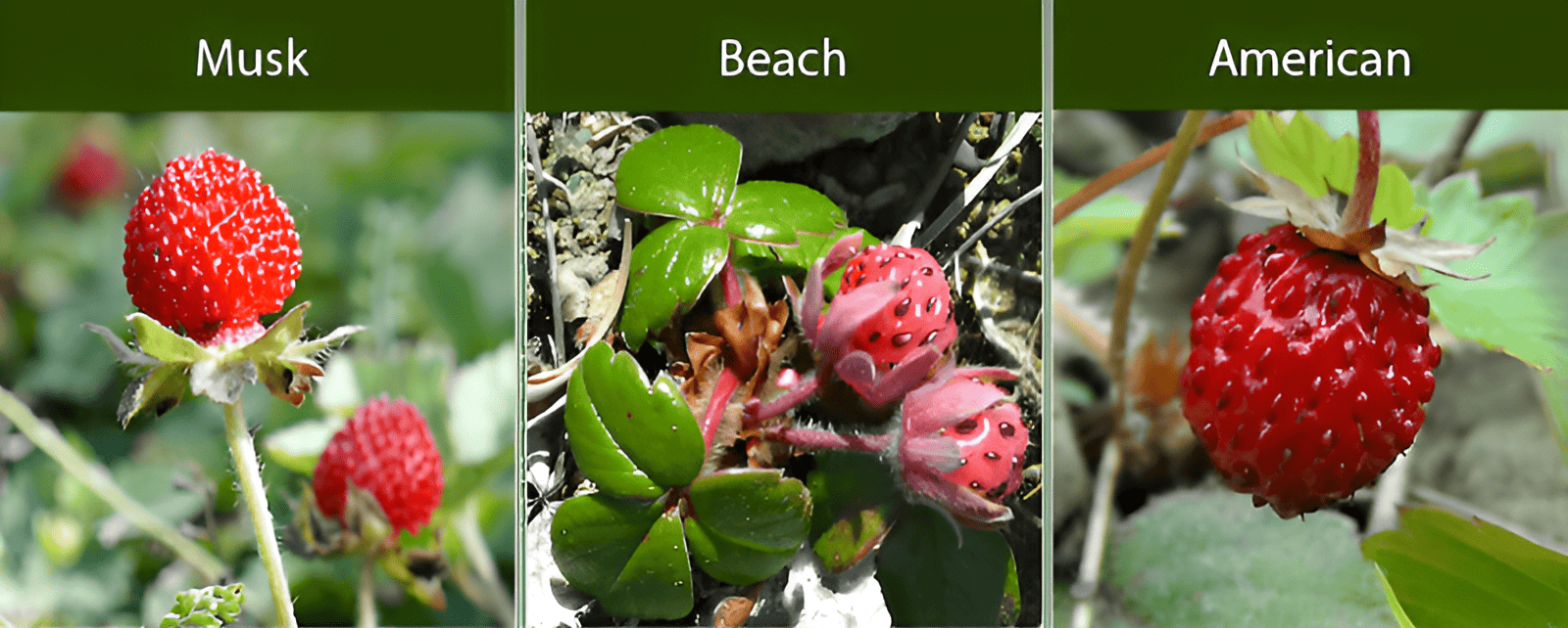 small fruit with big flavor