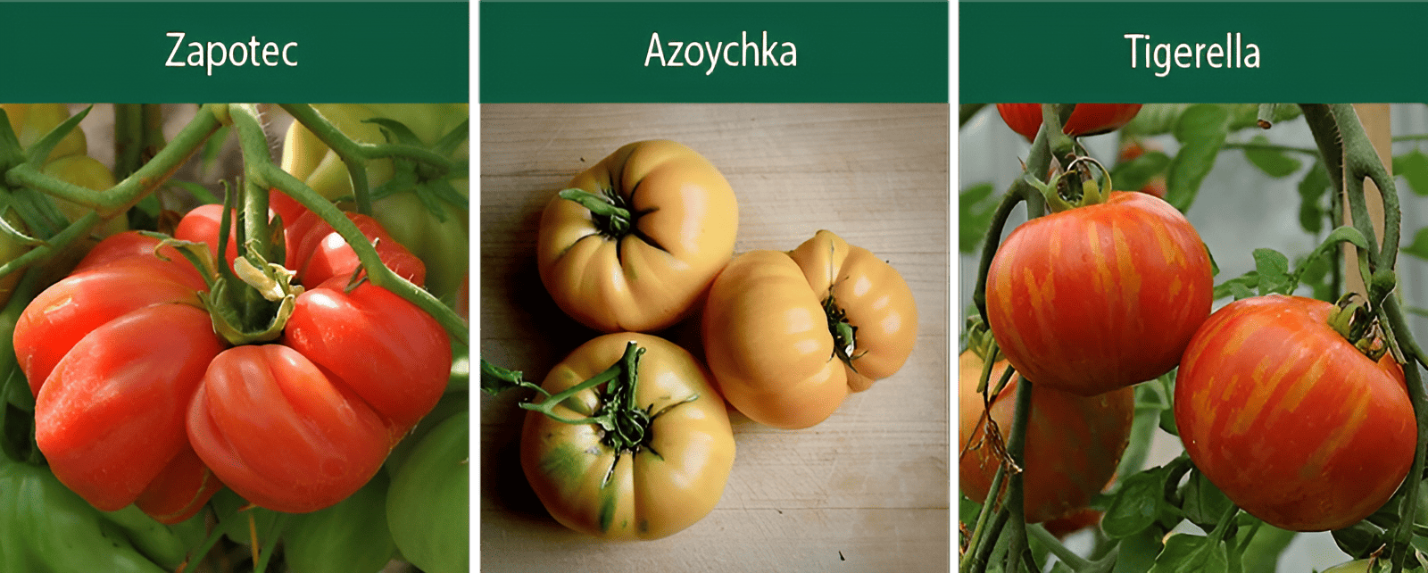 zapotec azoychka tigerella indeterminate tomatoes